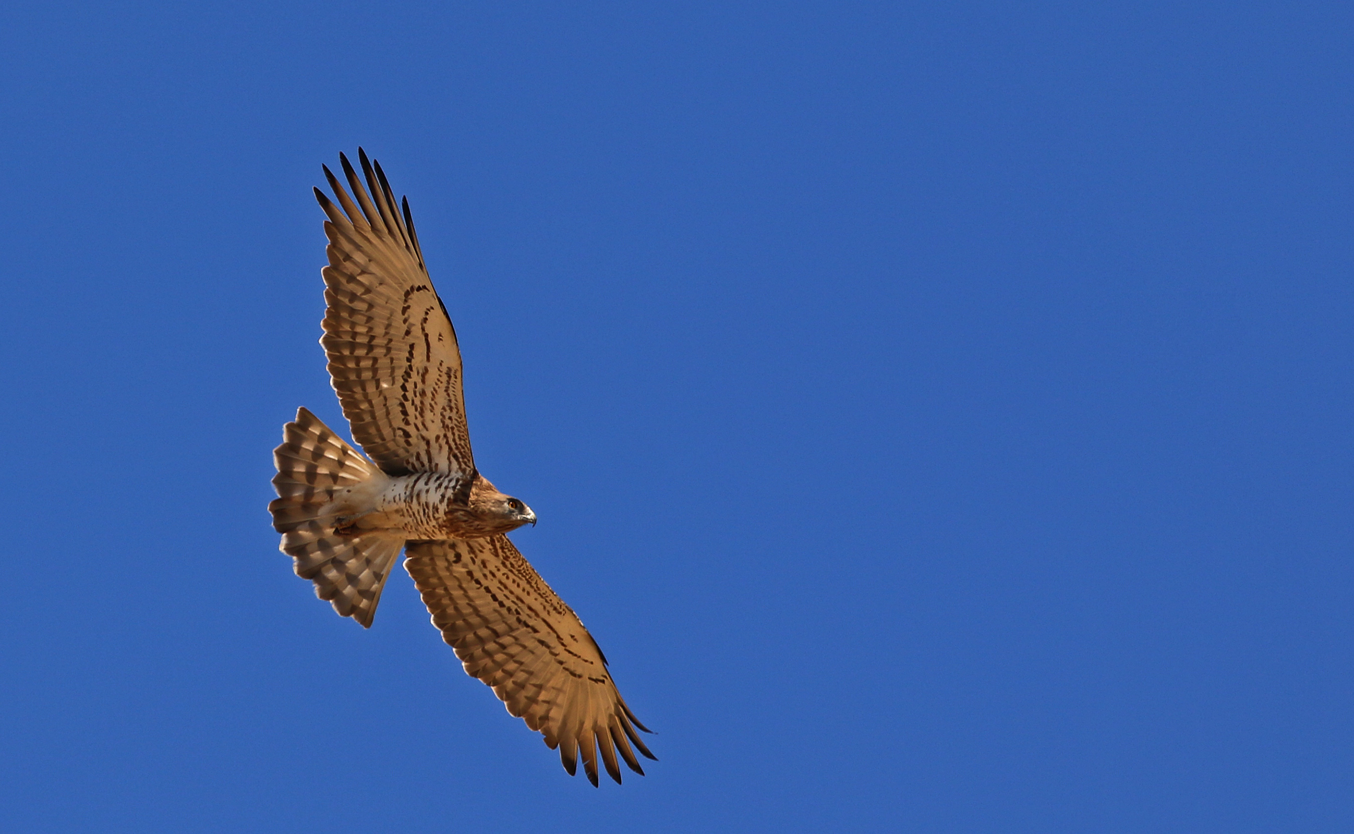 Short-toed Snake-Eagle